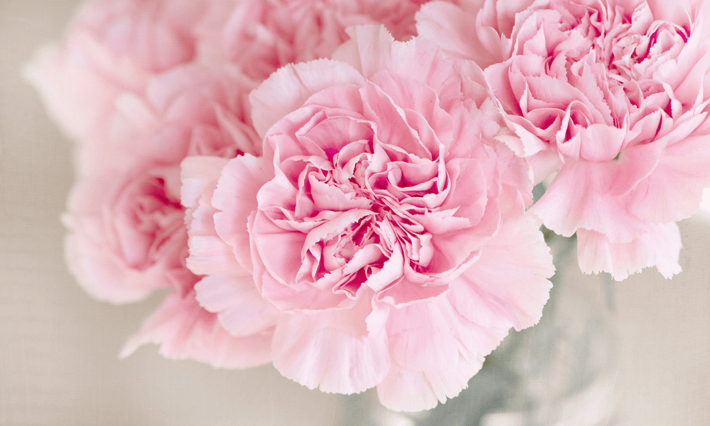 Everything You Need To Know About Carnations