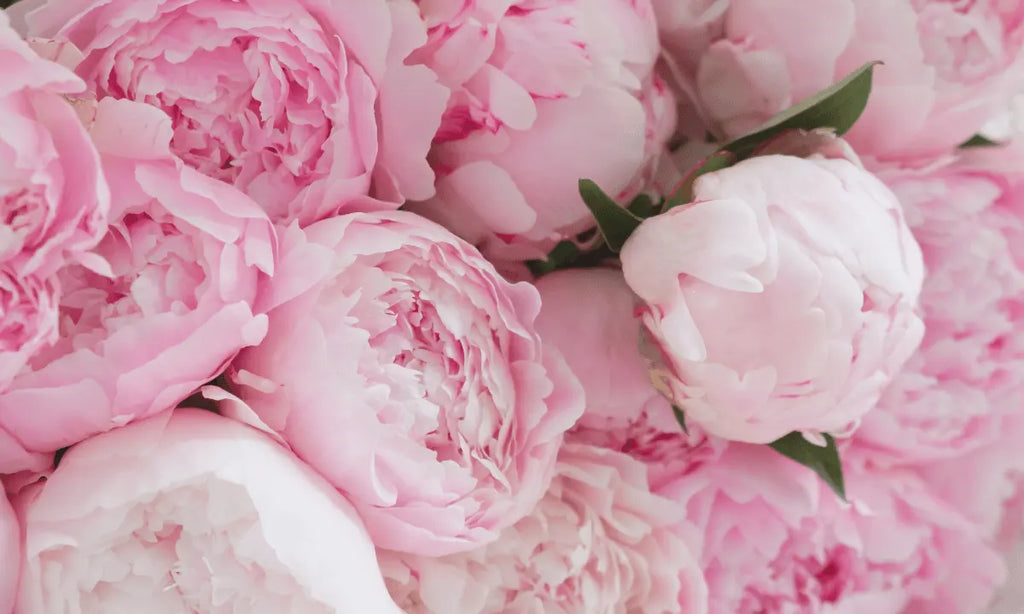 The History Of The Peony Flower