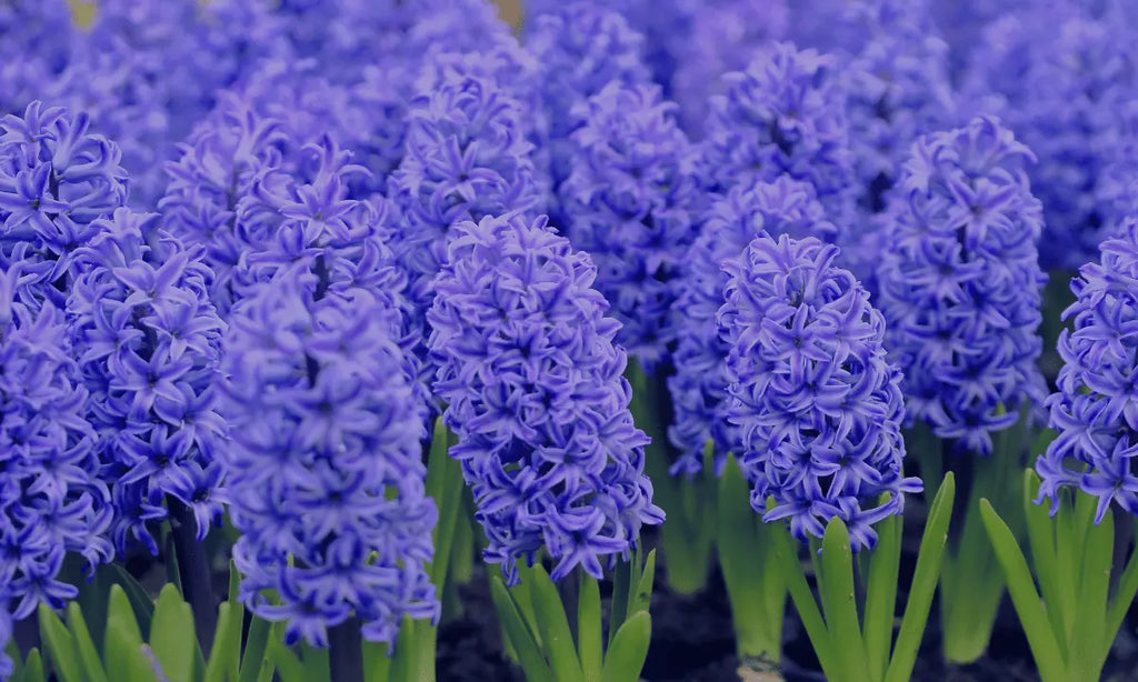How To Care For Hyacinths