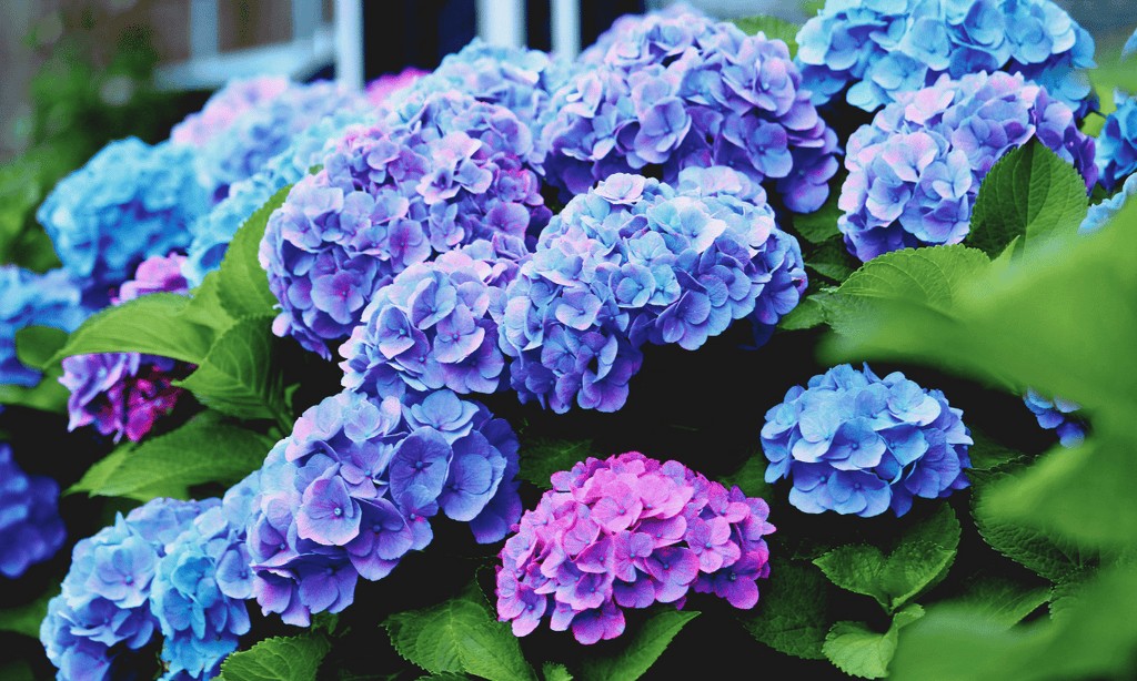 6 Facts You Should Know If You Love Hydrangeas