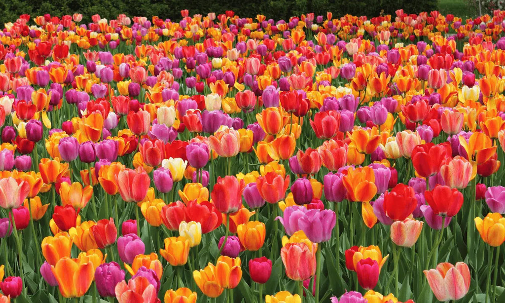5 Facts You Didn't Know About Tulips