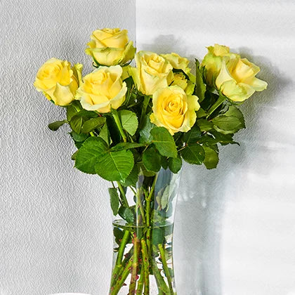 12 Yellow Roses in a Vase